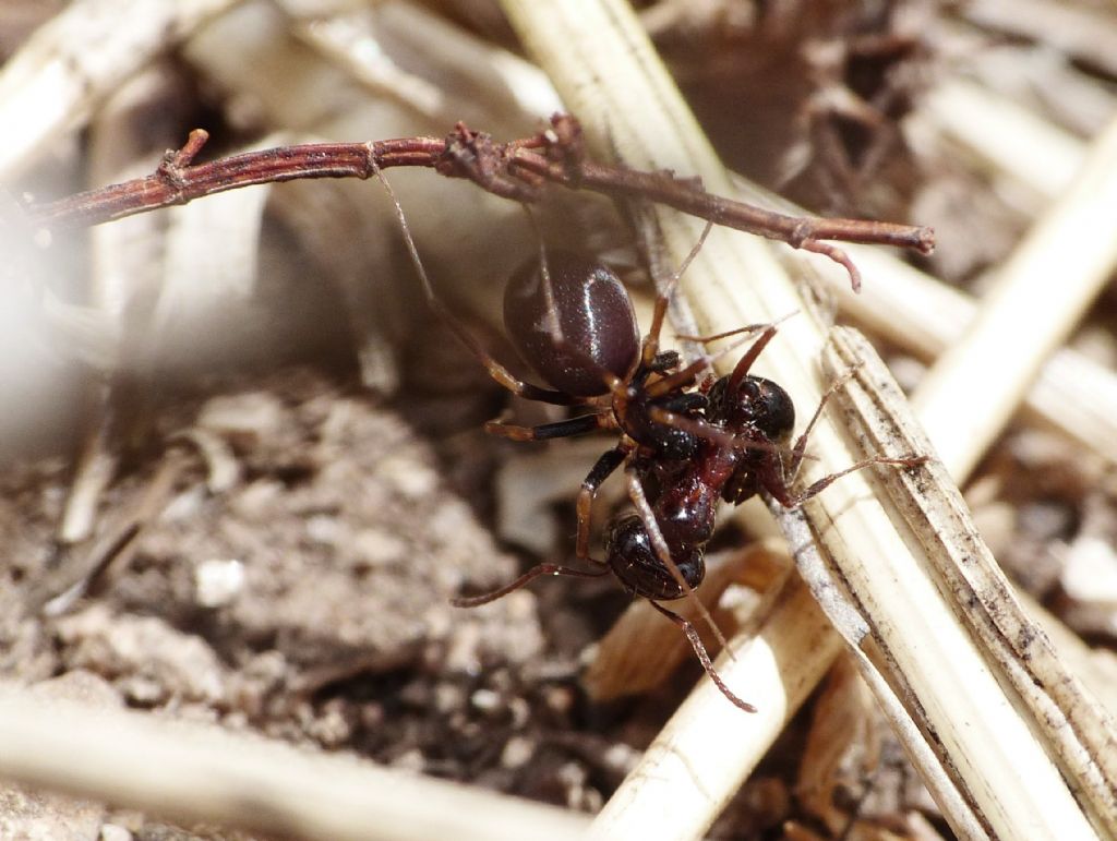 La tecnica di caccia di Zodarion sp.